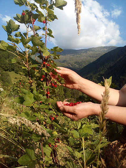 Sorbets d'Ariège